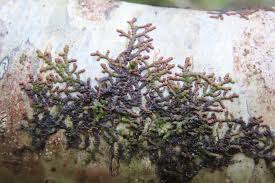 Attēlu rezultāti vaicājumam “Frullania dilatata”