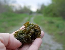 Attēlu rezultāti vaicājumam “Nostoc commune cells”