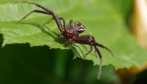 Attēlu rezultāti vaicājumam “Xysticus bifasciatus”