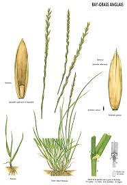 Attēlu rezultāti vaicājumam “Lolium perenne”