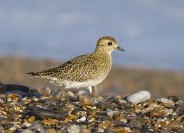 Attēlu rezultāti vaicājumam “Pluvialis apricaria adult”