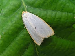 Attēlu rezultāti vaicājumam “Cybosia mesomella”