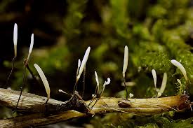 Attēlu rezultāti vaicājumam “Typhula erythropus”