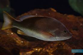 Image result for Lutjanus alexandrei