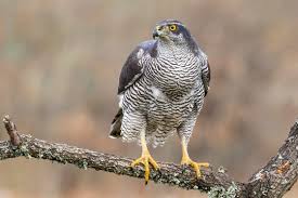 Attēlu rezultāti vaicājumam “Accipiter gentilis”