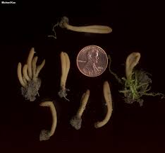 Attēlu rezultāti vaicājumam “Enteridium olivaceum macro”