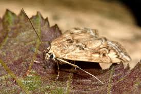 Attēlu rezultāti vaicājumam “Cataclysta lemnata”