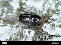 Attēlu rezultāti vaicājumam “Scolytus ratzeburgi”