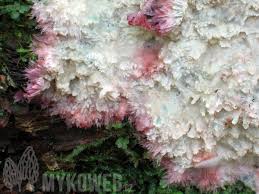 Attēlu rezultāti vaicājumam “Phlebia centrifuga”