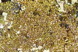 Attēlu rezultāti vaicājumam “Isopaches bicrenatus”