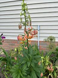 Image result for Lilium martagon `Manitoba Fox`