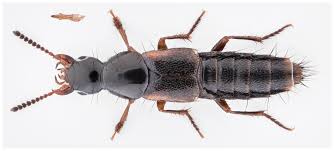 Attēlu rezultāti vaicājumam “Quedius dilatatus”