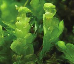 Attēlu rezultāti vaicājumam “Calypogeia muelleriana”