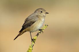 Attēlu rezultāti vaicājumam “Phoenicurus phoenicurus female”