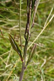 Attēlu rezultāti vaicājumam “Erysimum hieracifolium”