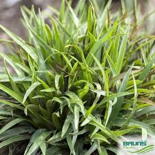 Attēlu rezultāti vaicājumam “Luzula pilosa”