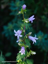 Attēlu rezultāti vaicājumam “Campanula trachelium flower”