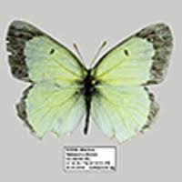 Attēlu rezultāti vaicājumam “Colias palaeno upperside”