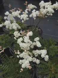 Image result for Filipendula vulgaris