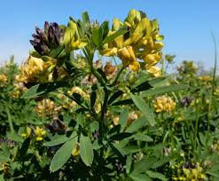 Attēlu rezultāti vaicājumam “Medicago x varia  flower”
