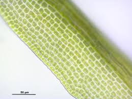 Attēlu rezultāti vaicājumam “Dicranum montanum”