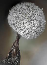 Attēlu rezultāti vaicājumam “Didymium nigripes stalked”