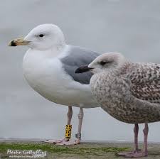 Image result for Larus cachinnans