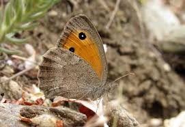 Attēlu rezultāti vaicājumam “Hyponephele lycaon male”