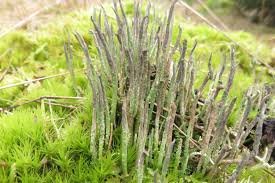 Attēlu rezultāti vaicājumam “Cladonia cornuta”