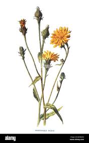 Attēlu rezultāti vaicājumam “Picris hieracioides”