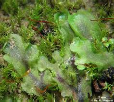 Attēlu rezultāti vaicājumam “Pellia epiphylla sporophyte”