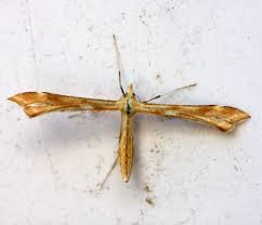 Attēlu rezultāti vaicājumam “Pterophoridae”