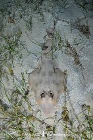 Image result for Rhinobatos rhinobatos