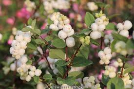 Attēlu rezultāti vaicājumam “Symphoricarpos albus”