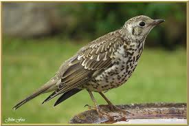 Attēlu rezultāti vaicājumam “Turdus viscivorus juvenile”