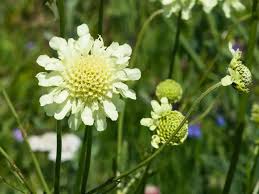 Image result for Scabiosa ochroleuca