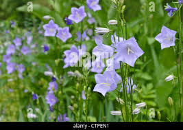 Attēlu rezultāti vaicājumam “Campanula persicifolia bud”