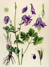 Image result for Aquilegia vulgaris