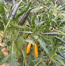 Afbeeldingsresultaat voor thai yellow hot pepper