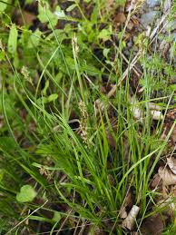 Attēlu rezultāti vaicājumam “Carex praecox”