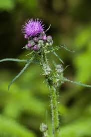 Attēlu rezultāti vaicājumam “Cirsium arvense flower”