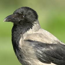 Attēlu rezultāti vaicājumam “Corvus cornix adult”
