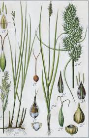 Attēlu rezultāti vaicājumam “Carex vulpina”