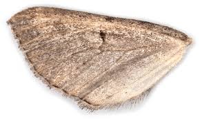 Attēlu rezultāti vaicājumam “Horisme vitalbata”