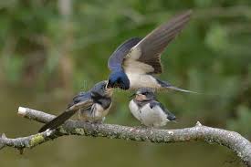 Attēlu rezultāti vaicājumam “Hirundinidae”