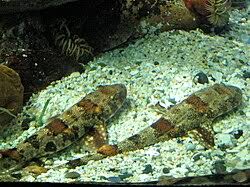 Image result for Haploblepharus edwardsii