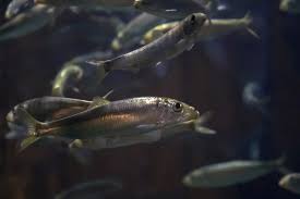 Image result for Clupea pallasii