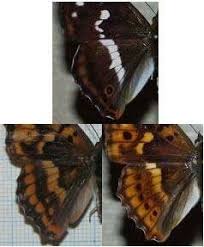 Attēlu rezultāti vaicājumam “Apatura iris male”