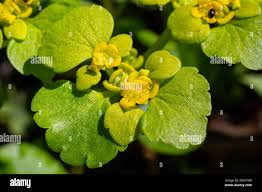Attēlu rezultāti vaicājumam “Chrysosplenium alternifolium flower”