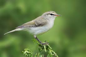 Attēlu rezultāti vaicājumam “Phylloscopus trochiloides adult”